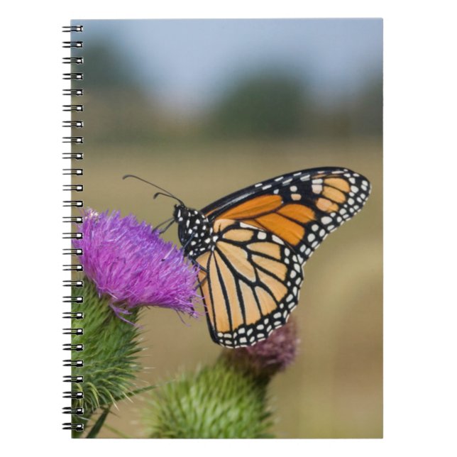 Monarch on pasture Thistle Prairie Ridge Notebook (Front)