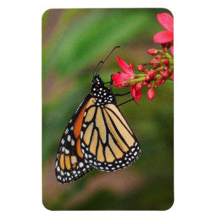 Monarch on Penta flowers Magnet