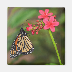 Monarch on Penta flowers Magnet