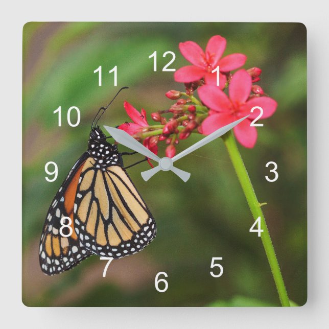 Monarch on Penta flowers Square Wall Clock (Front)