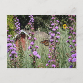 Monarch on the Iowa prairie Postcard