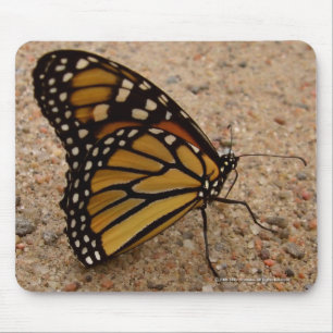 Monarch On The Road Mouse Pad