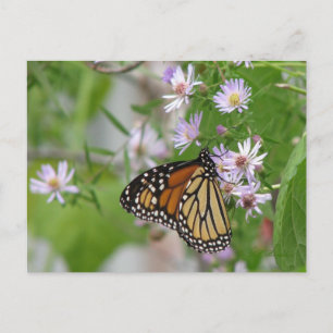 Monarch on Wild Asters Postcard