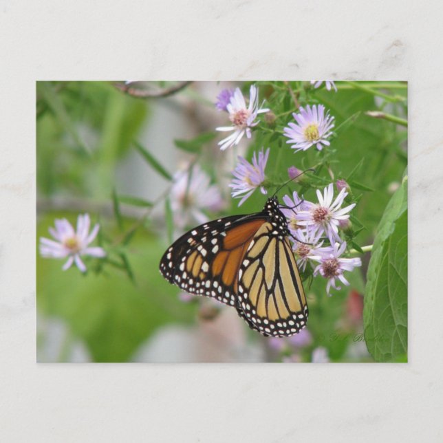 Monarch on Wild Asters Postcard (Front)