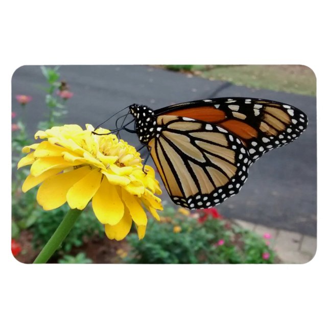 Monarch on Yellow Zinnia Photo Magnet (Horizontal)