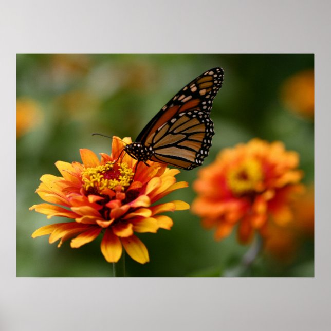 Monarch on Zinnia elegans ‘Zowie’ Poster (Front)