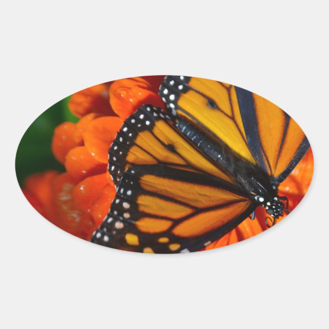 Monarch Oval Sticker (Front)