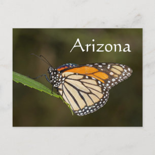Monarch perched on a leaf, Arizona Postcard