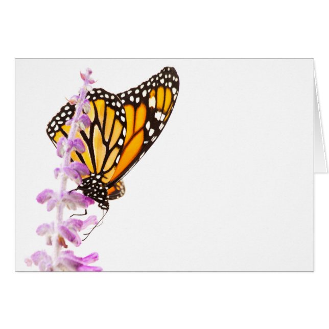 Monarch perched on lavender (Front Horizontal)