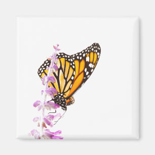 Monarch perched on lavender magnet