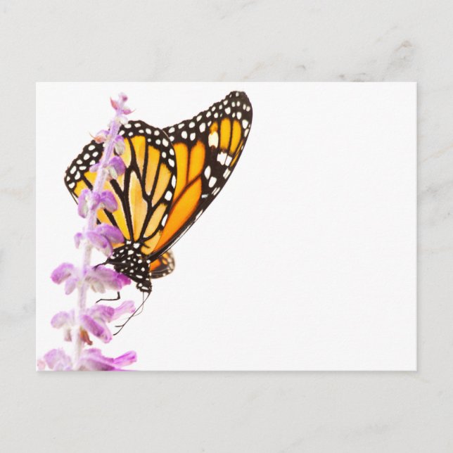 Monarch perched on lavender postcard (Front)