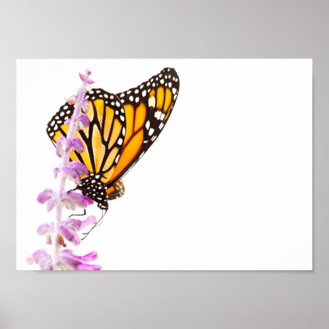 Monarch perched on lavender poster (Front)