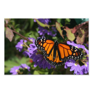 Monarch Photo Print
