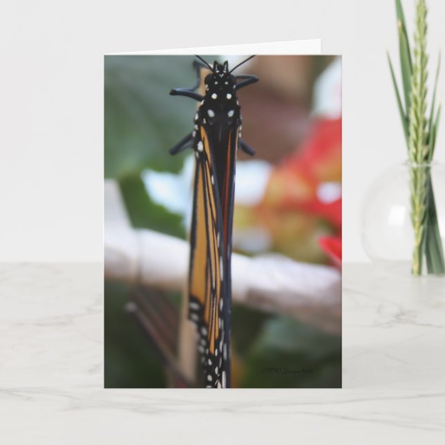 Monarch Posed Card (Front)