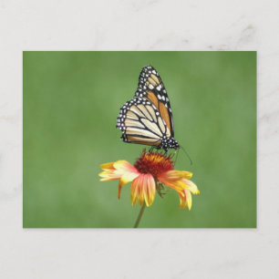 Monarch Postcard