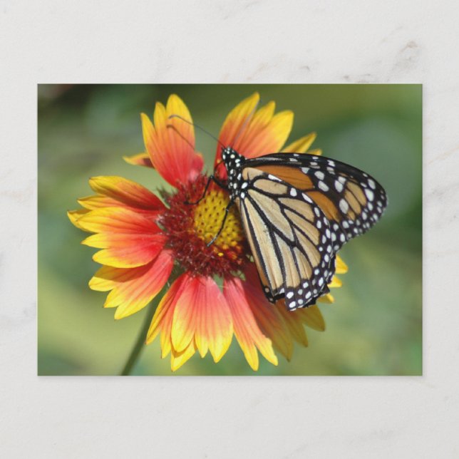 Monarch Postcard (Front)