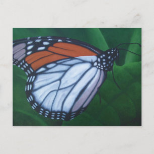Monarch Postcard