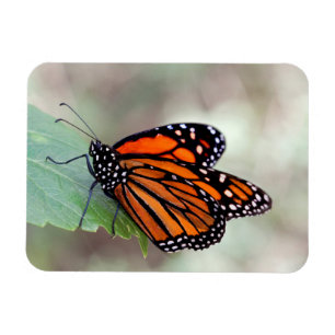 Monarch resting magnet