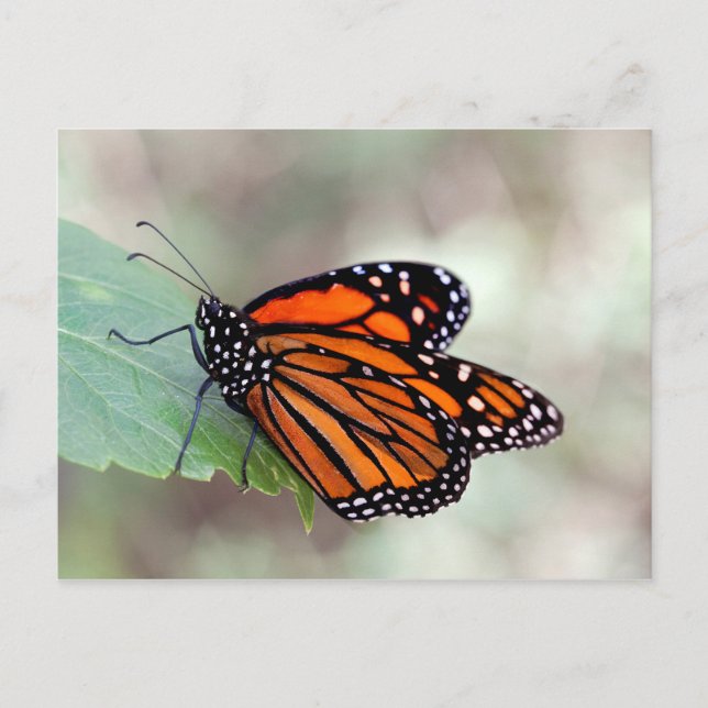 Monarch resting postcard (Front)