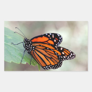 Monarch resting rectangular sticker