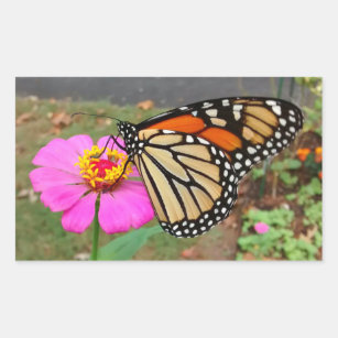 Monarch Sipping Pink Zinnia Canvas Print Rectangul Rectangular Sticker