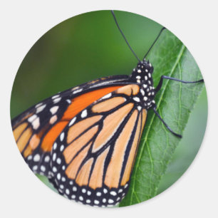 Monarch Sticker