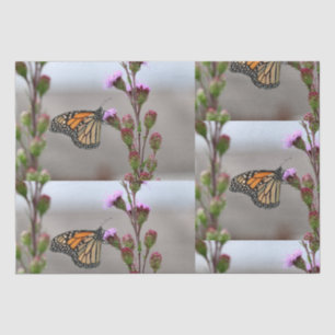 Monarch Tissue Paper