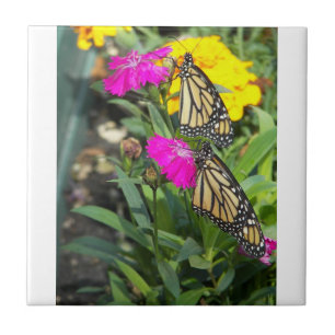 Monarch Twins #2-tile Tile