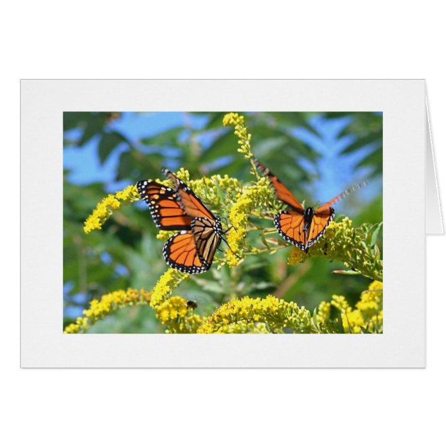 Monarchs (Front Horizontal)
