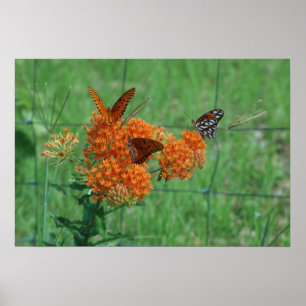 Monarchs on the Butterfly Weed Print