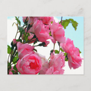 "Monet's Rose Garden" Postcard