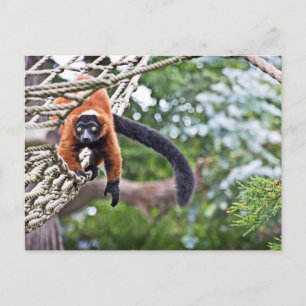 Money On Tree Postcard