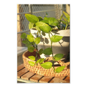 Money Plant  Photo Print