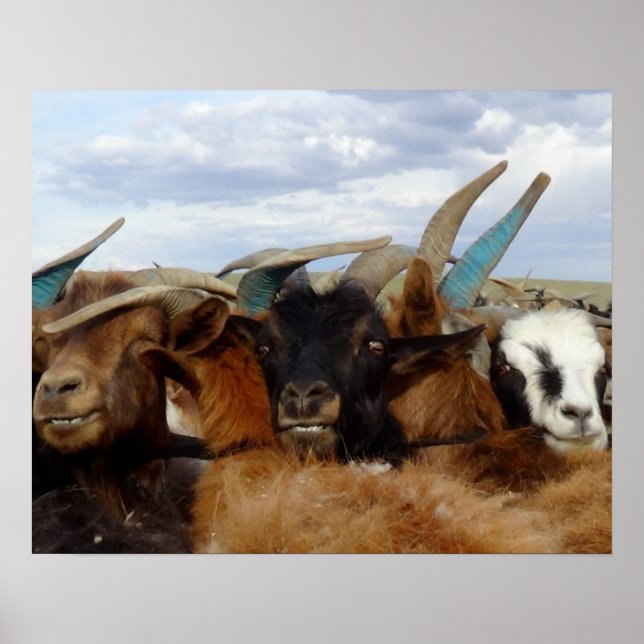 Mongolian Goats Poster (Front)