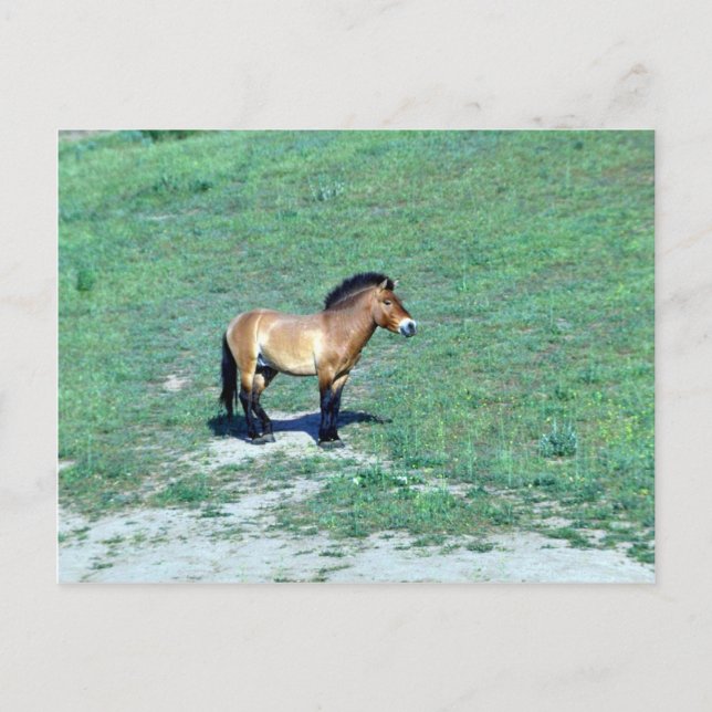 Mongolian (Przewalskii) Wild Horse Postcard (Front)
