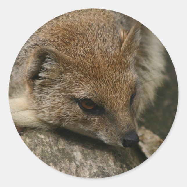 Mongoose Closeup Sticker (Front)