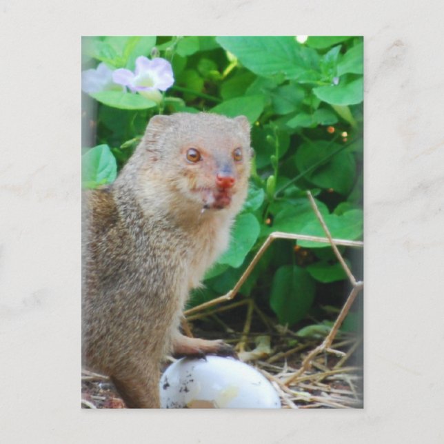 Mongoose in Hawaii Postcard (Front)