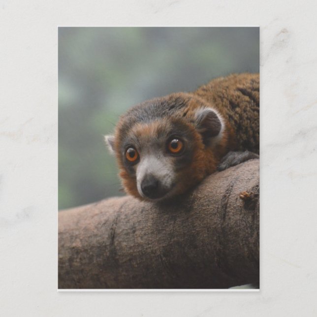 Mongoose Lemur Postcard (Front)