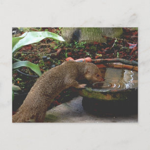 Mongoose Wildlife Happy Hour Postcard