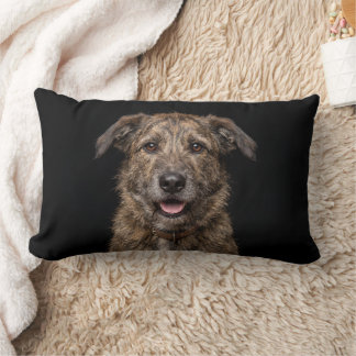 Mongrel dog isolated on black background lumbar cushion