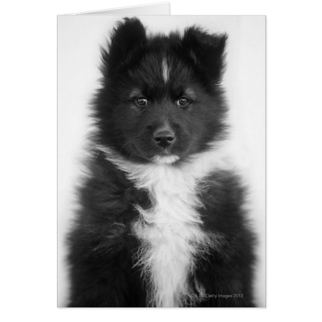 Mongrel Dog, Studio Shot (Front)