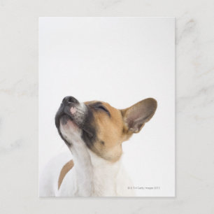Mongrel puppy postcard