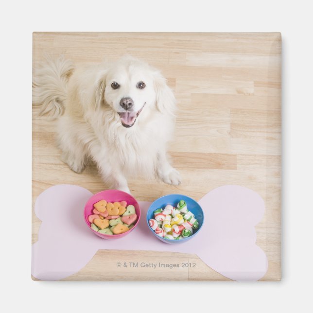 mongrel sitting in front of two bowls with dog magnet (Front)
