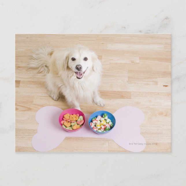 mongrel sitting in front of two bowls with dog postcard (Front)