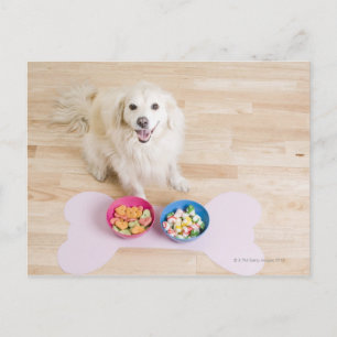mongrel sitting in front of two bowls with dog postcard