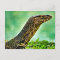 Monitor Lizard