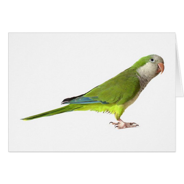 Monk Parakeet (Front Horizontal)