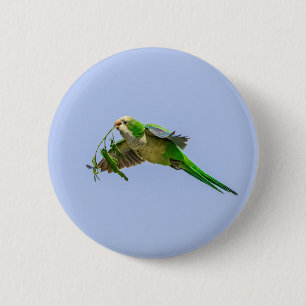 Monk Parakeet in the Rio Grande Valley 6 Cm Round Badge