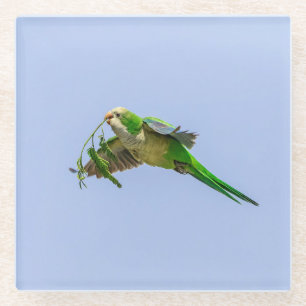 Monk Parakeet in the Rio Grande Valley Glass Coaster