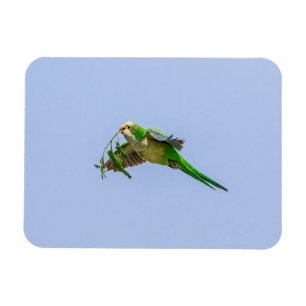 Monk Parakeet in the Rio Grande Valley Magnet